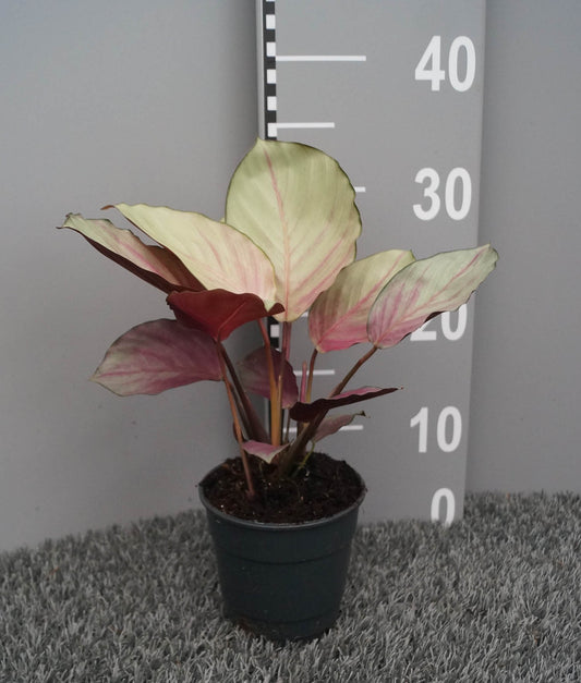 Calathea 12cm Silver Plate - Foliage The Horti House