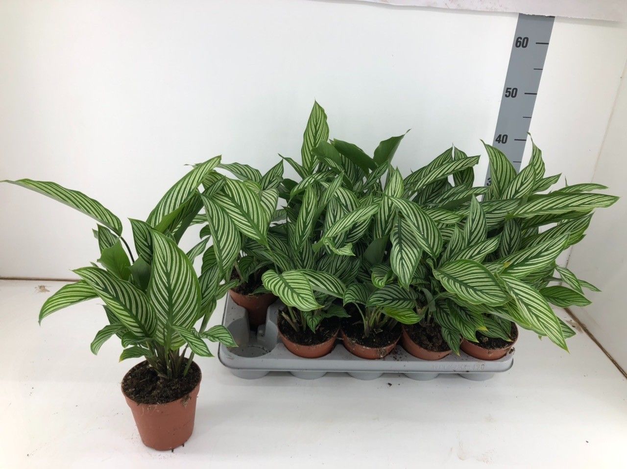 Calathea 12cm Vittata - Green Plant The Horti House