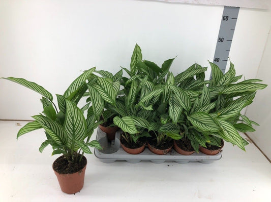 Calathea 12cm Vittata - Green Plant The Horti House