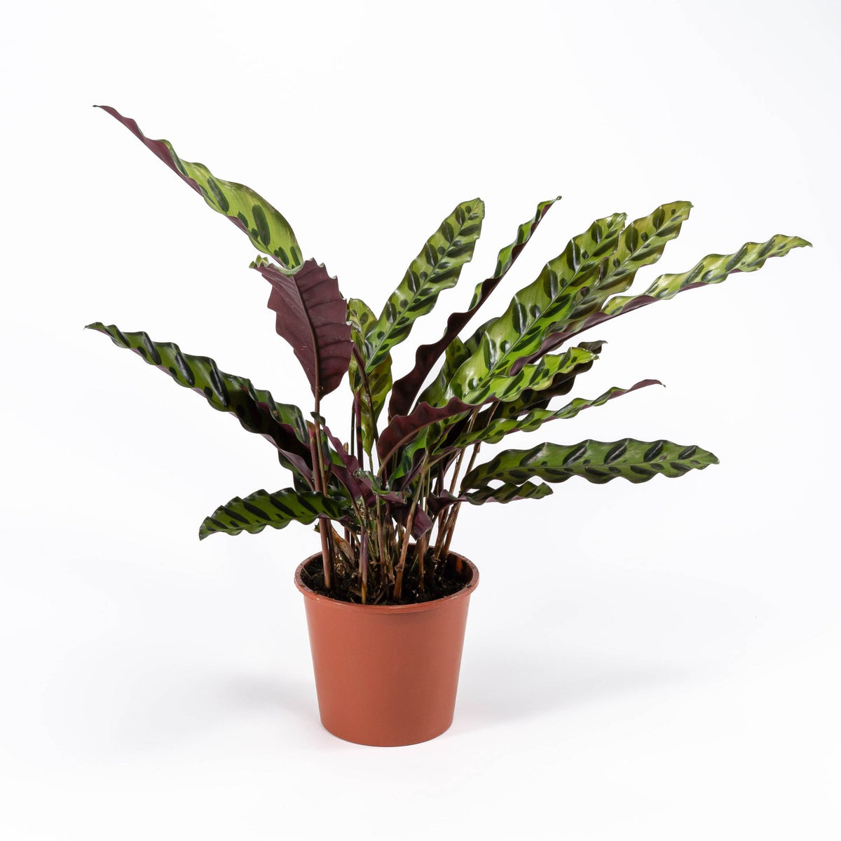 Calathea 14cm Insignis - Green Plant The Horti House