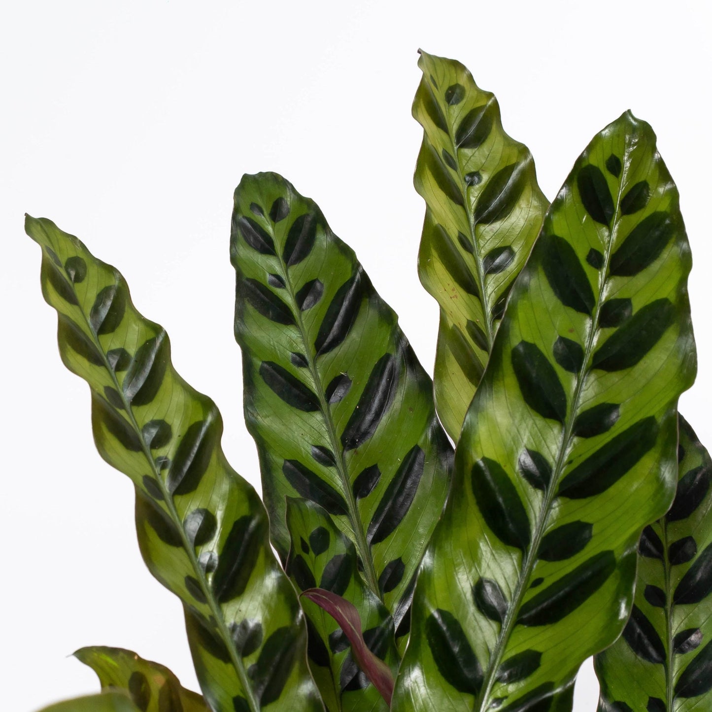 Calathea 14cm Insignis - Green Plant The Horti House
