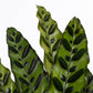 Calathea 14cm Insignis - Green Plant The Horti House