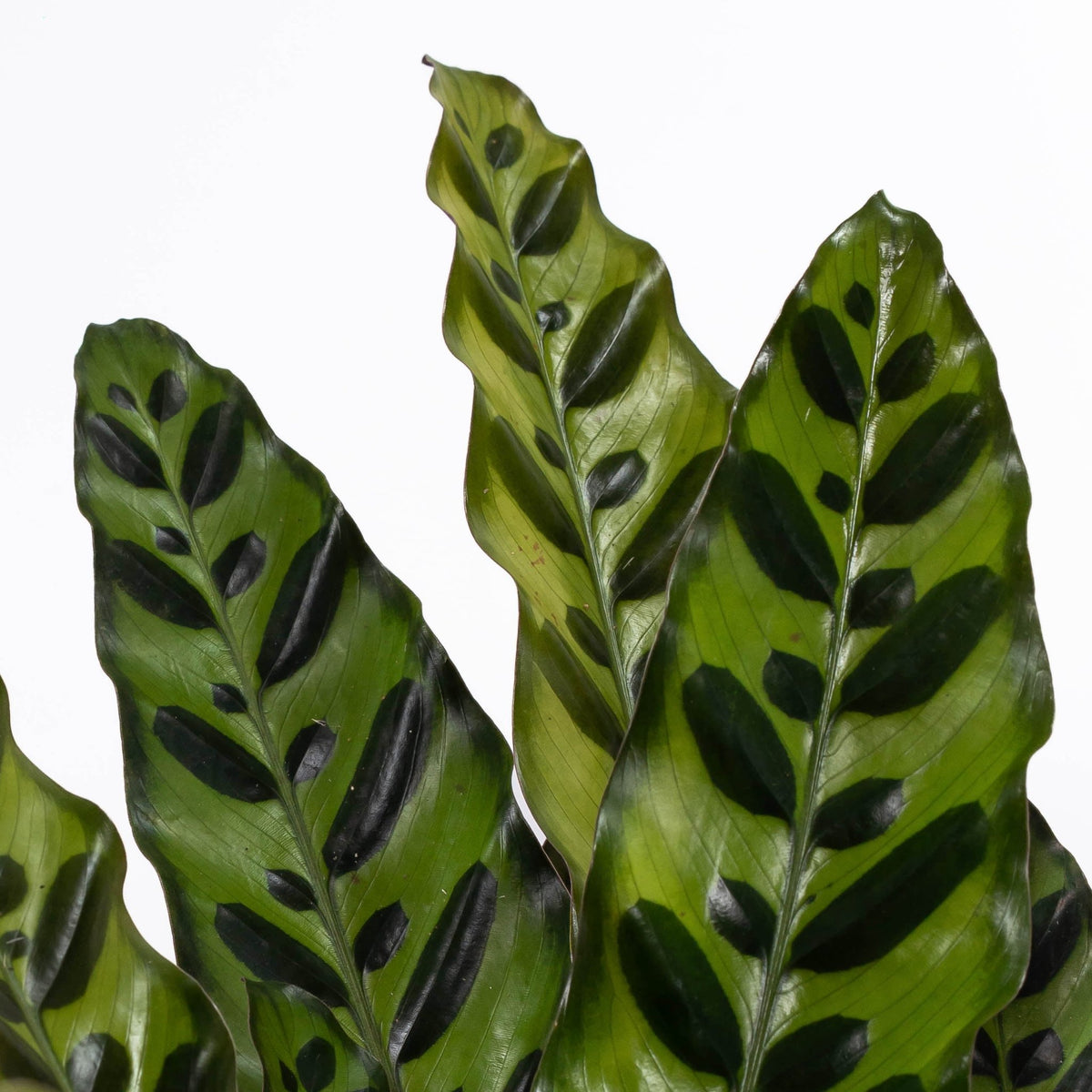 Calathea 14cm Insignis - Green Plant The Horti House