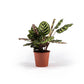 Calathea 14cm Makoyana - Green Plant The Horti House