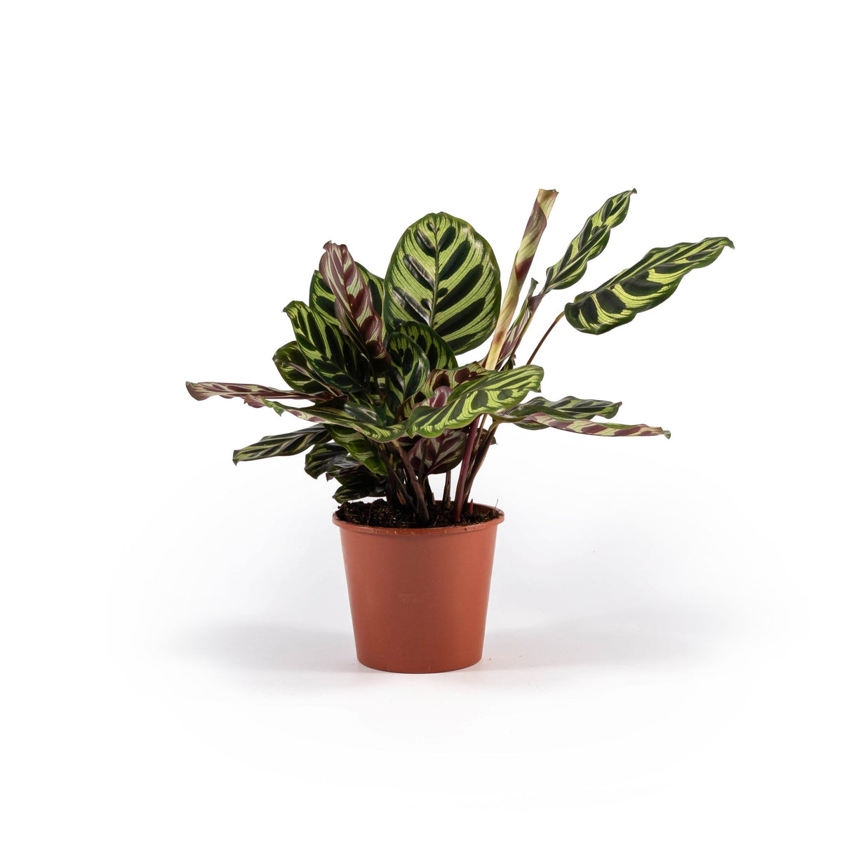 Calathea 14cm Makoyana - Green Plant The Horti House