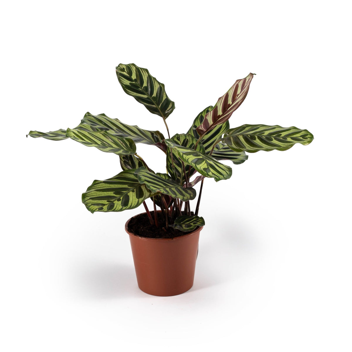 Calathea 14cm Makoyana - Green Plant The Horti House