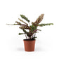 Calathea 14cm Makoyana - Green Plant The Horti House