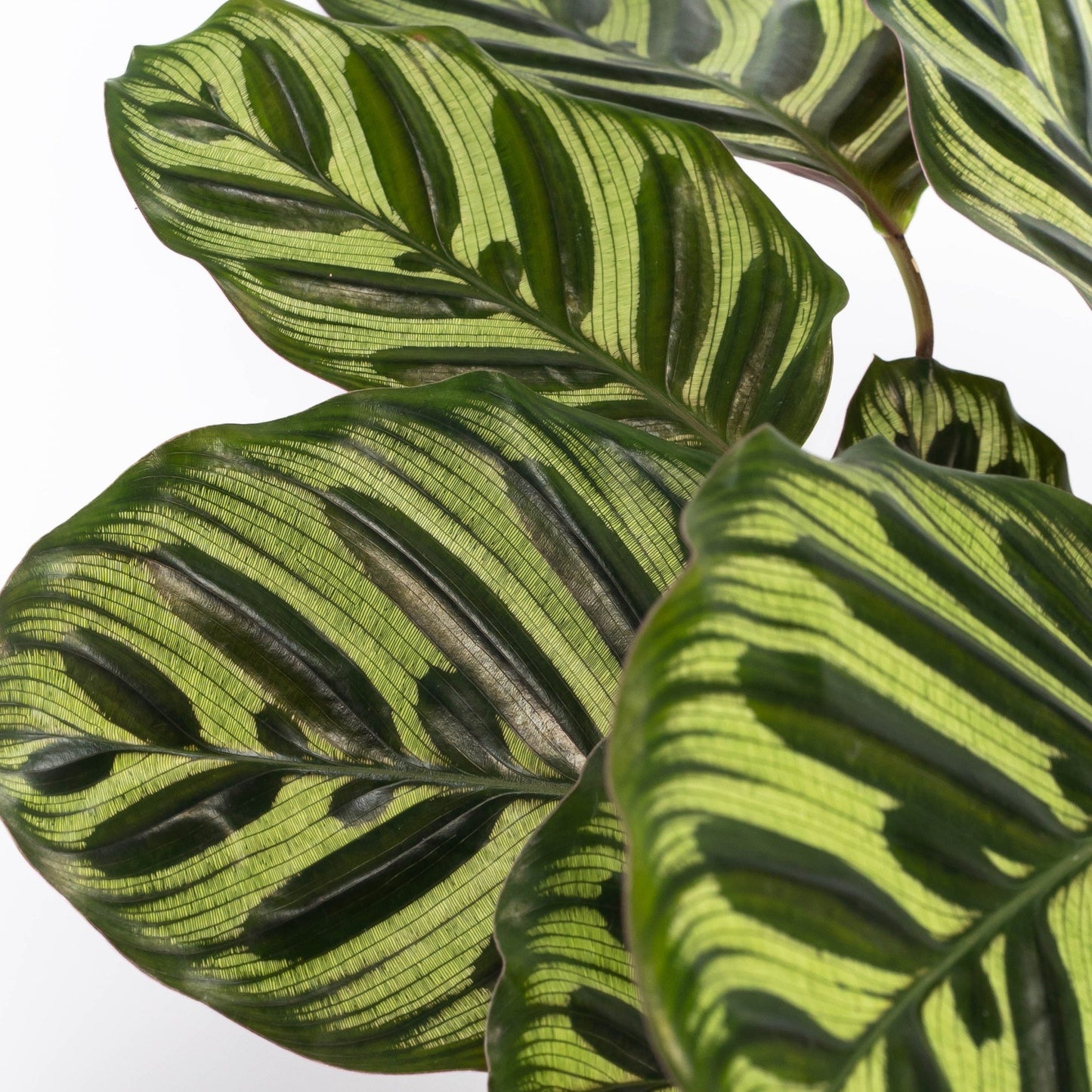 Calathea 14cm Makoyana - Green Plant The Horti House