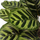 Calathea 14cm Makoyana - Green Plant The Horti House