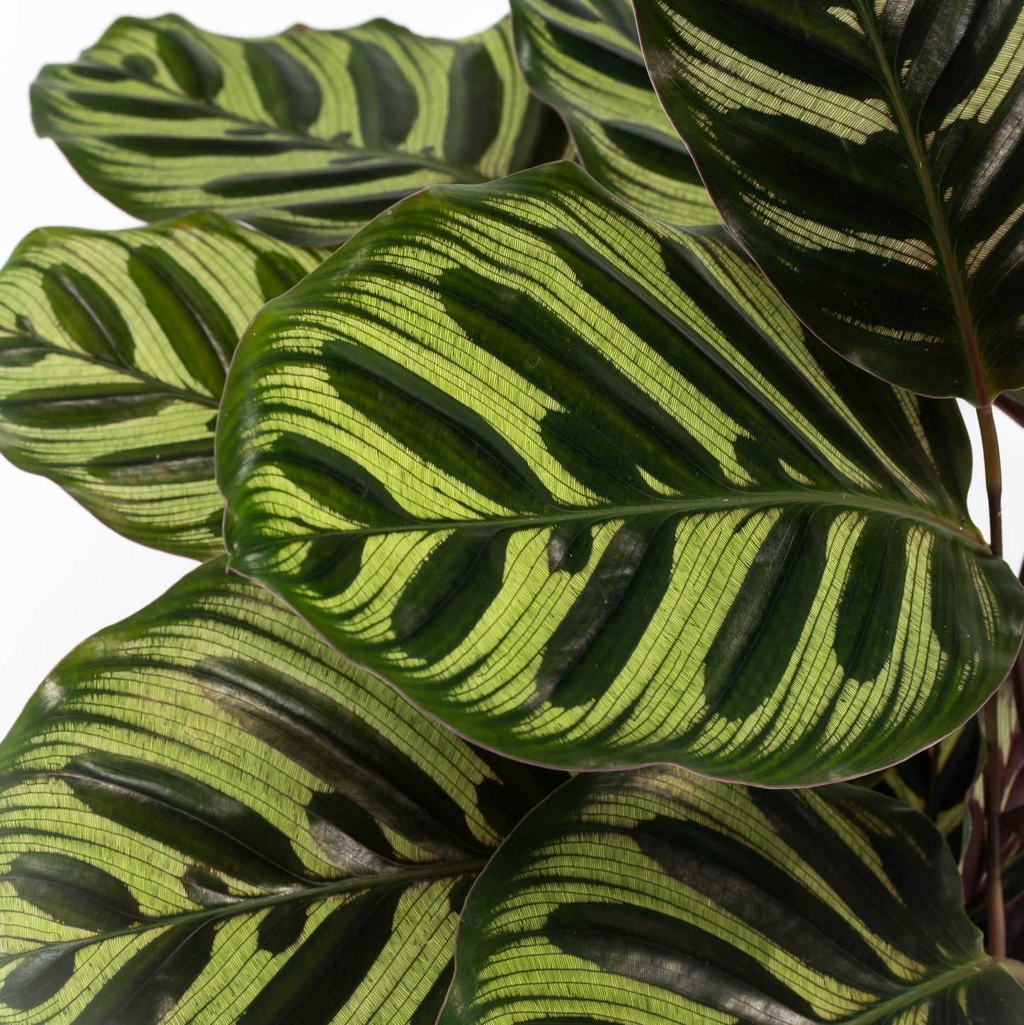 Calathea 14cm Makoyana - Green Plant The Horti House
