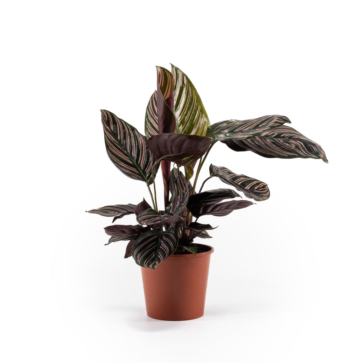 Calathea 14cm Ornata - Green Plant The Horti House