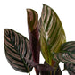 Calathea 14cm Ornata - Green Plant The Horti House