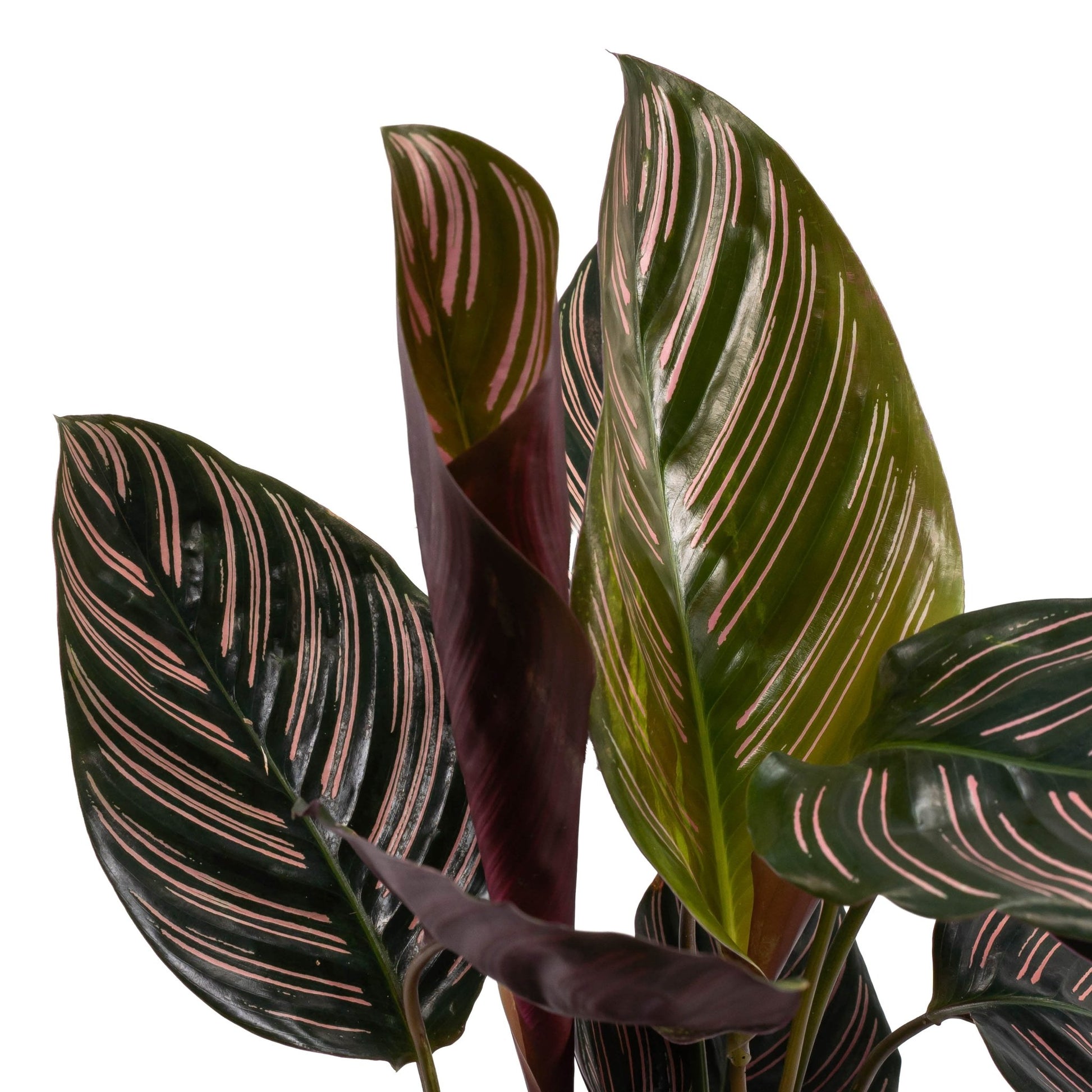Calathea 14cm Ornata - Green Plant The Horti House