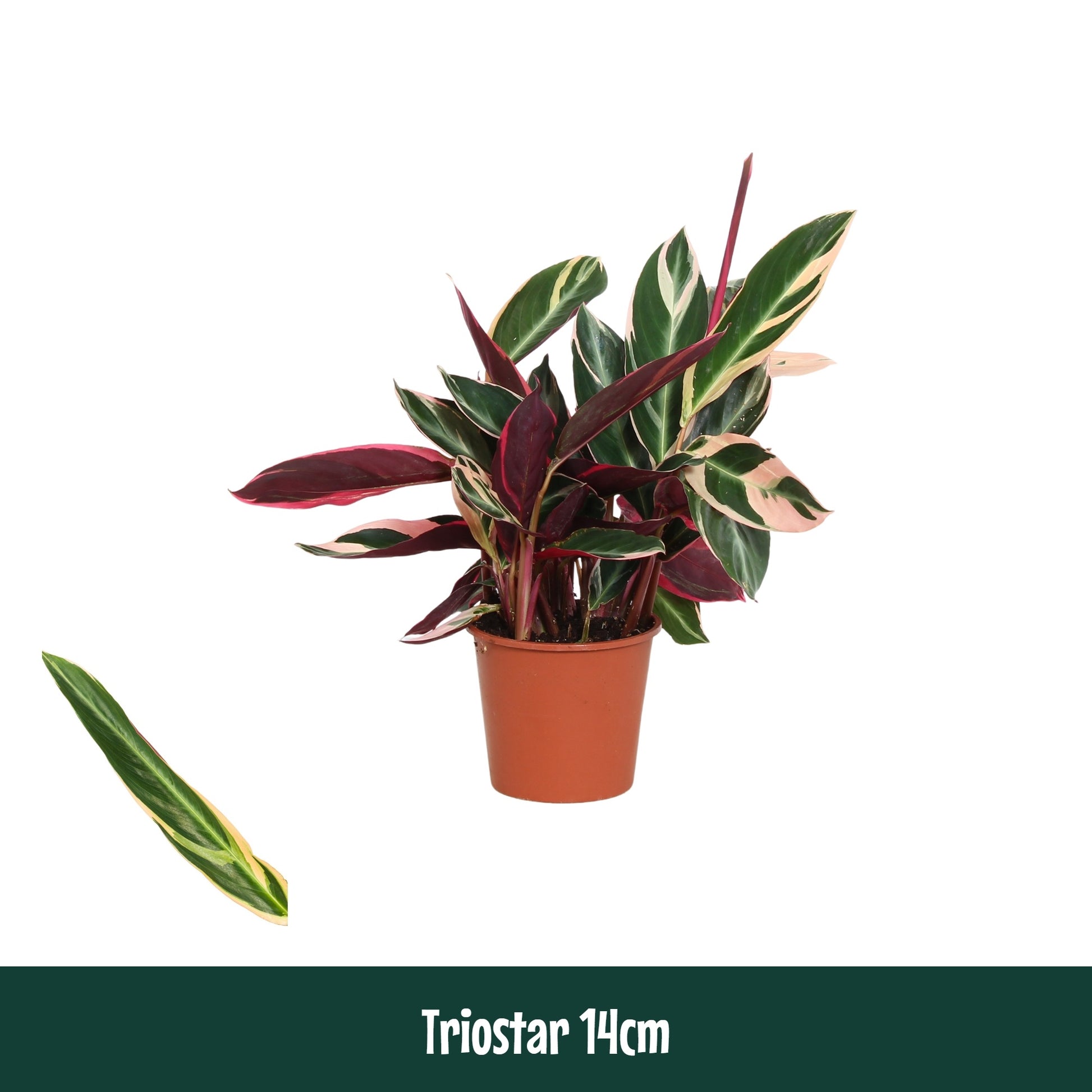 Calathea 14cm Triostar - Green Plant The Horti House