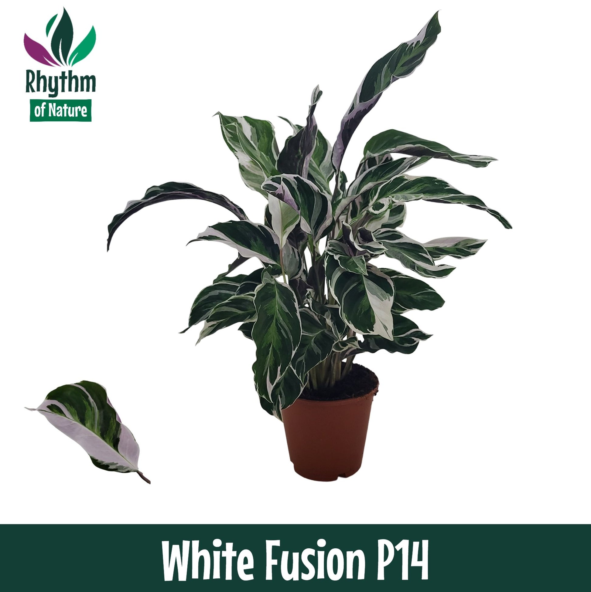Calathea 14cm White Fusion - Green Plant The Horti House