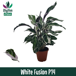 Calathea 14cm White Fusion - Green Plant The Horti House