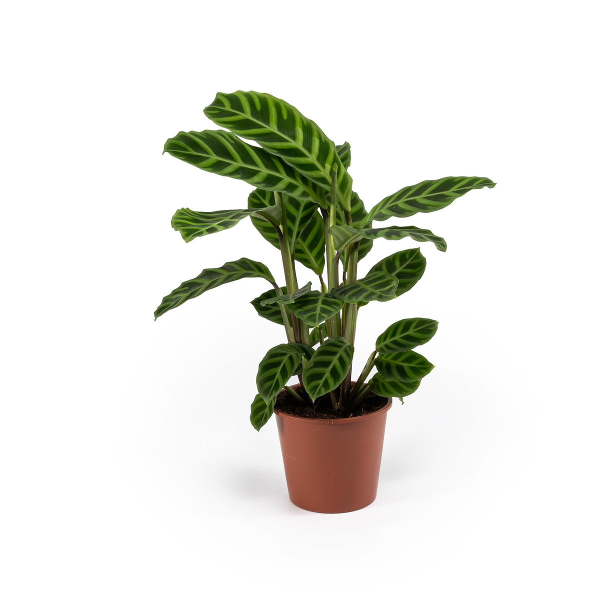 Calathea 14cm Zebrina - Green Plant The Horti House