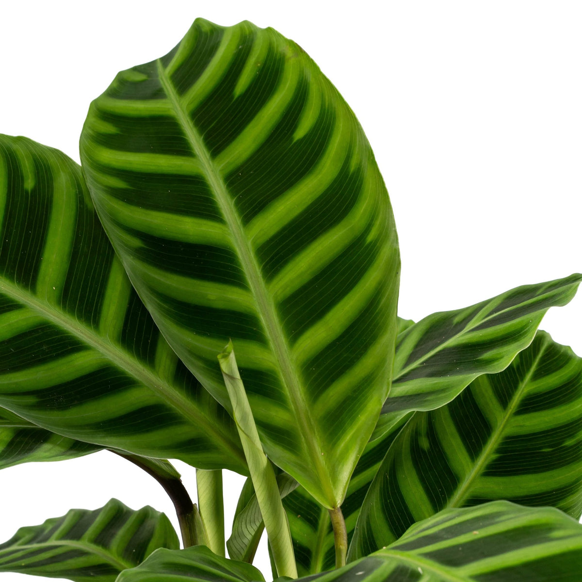 Calathea 14cm Zebrina - Green Plant The Horti House