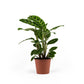 Calathea 14cm Zebrina - Green Plant The Horti House