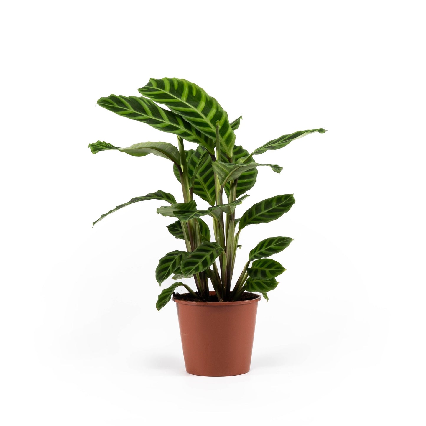 Calathea 14cm Zebrina - Green Plant The Horti House