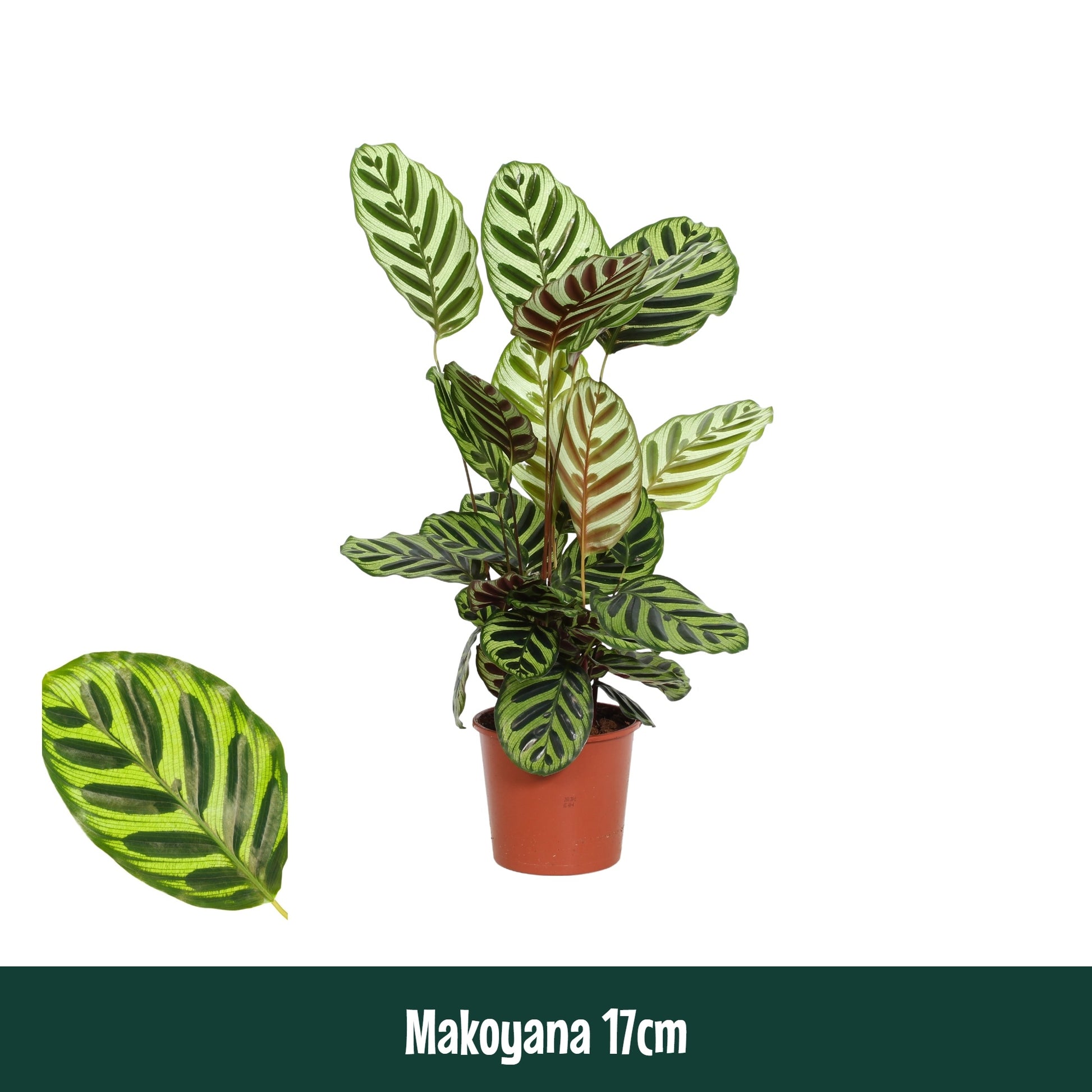 Calathea 17cm Makoyana - Green Plant The Horti House