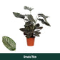 Calathea 19cm Ornata - Green Plant The Horti House