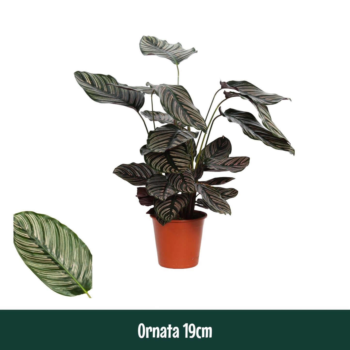 Calathea 19cm Ornata - Green Plant The Horti House