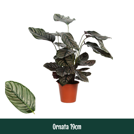 Calathea 19cm Ornata - Green Plant The Horti House