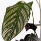 Calathea 19cm Ornata - Green Plant The Horti House