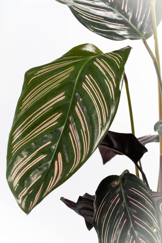 Calathea 19cm Ornata - Green Plant The Horti House