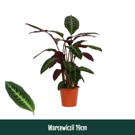 Calathea 19cm Warscewiczii - Green Plant The Horti House