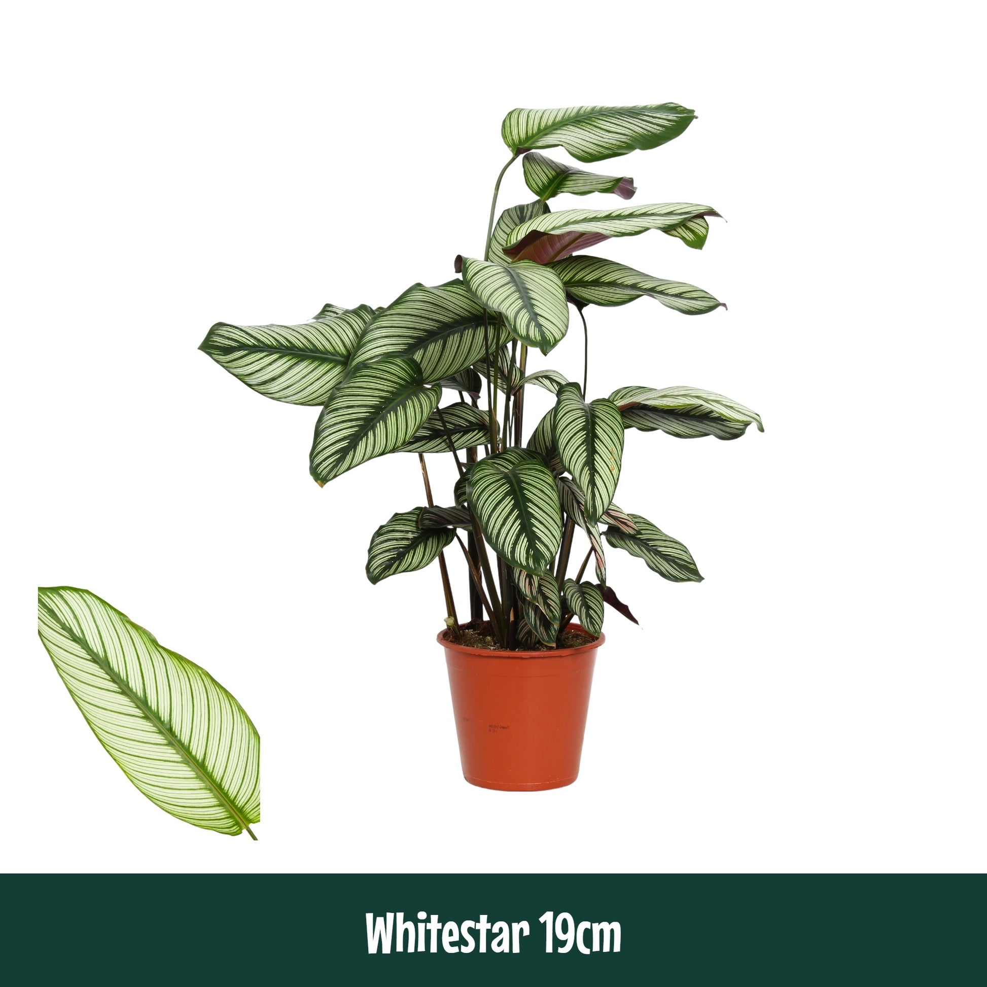 Calathea 19cm White Star - Green Plant The Horti House