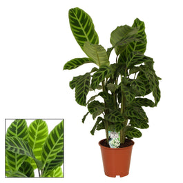 Calathea 19cm Zebrina - Green Plant The Horti House