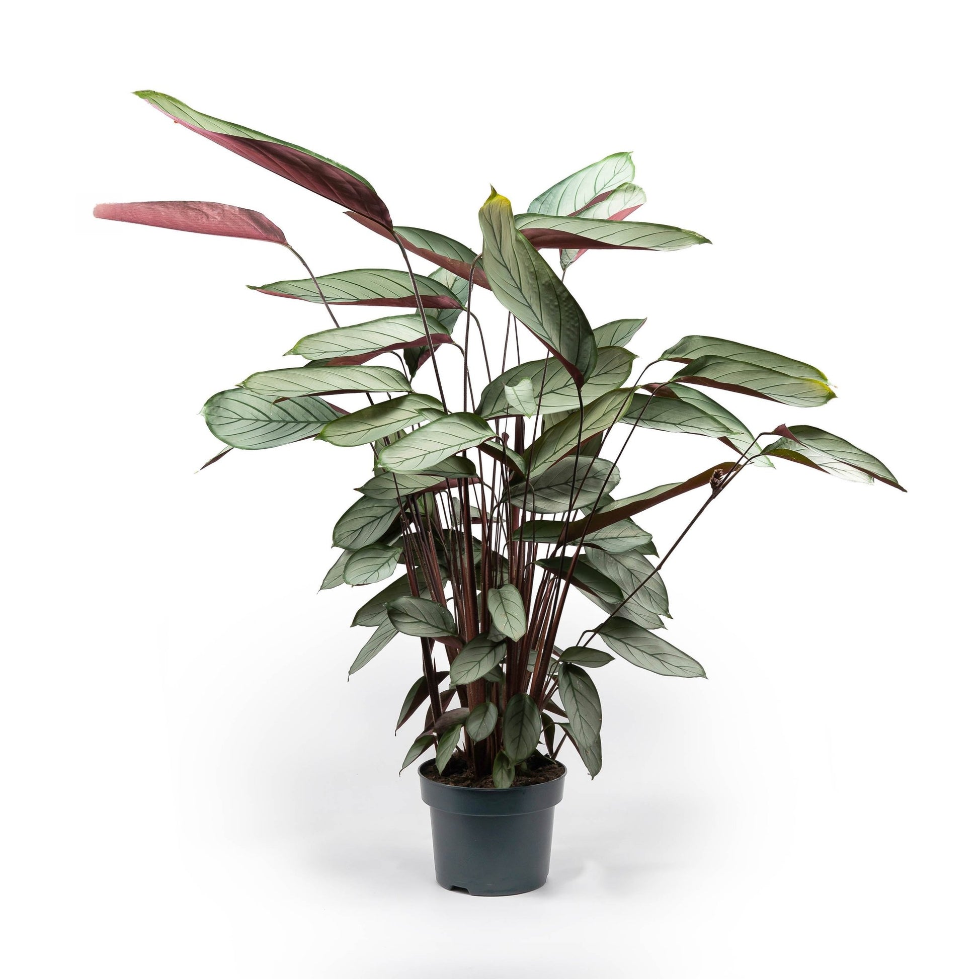 Calathea 23cm Setosa - Green Plant The Horti House