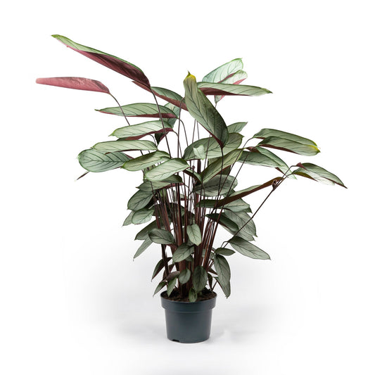 Calathea 23cm Setosa - Green Plant The Horti House