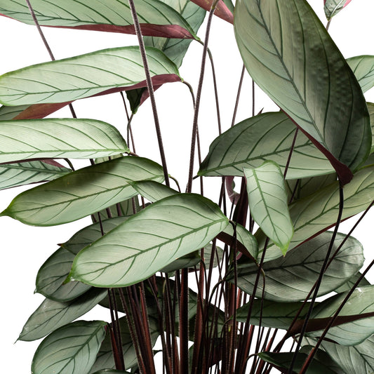 Calathea 23cm Setosa - Green Plant The Horti House