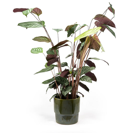 Calathea 23cm in Artisan No.7 Ceramic - Green Plant The Horti House