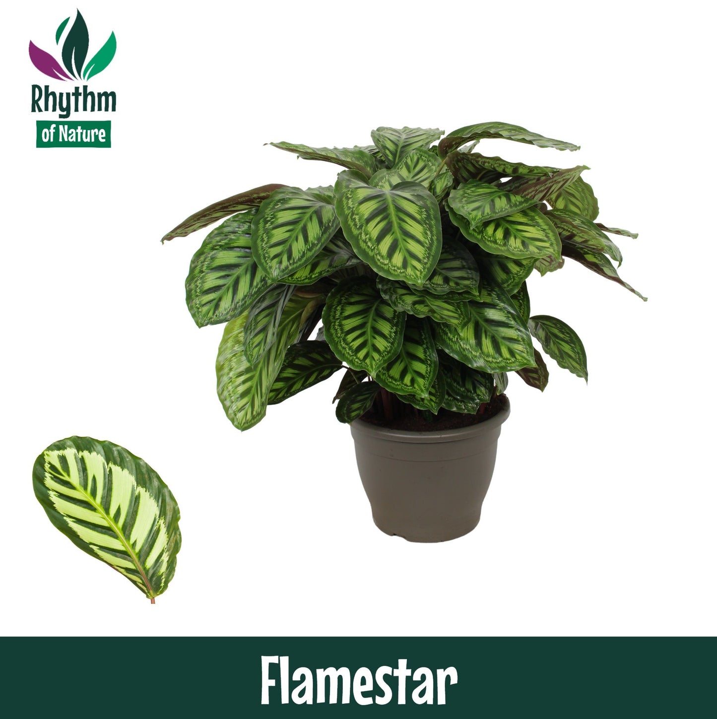 Calathea 32cm Flamestar - Green Plant The Horti House