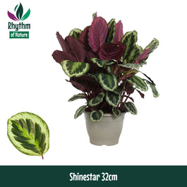 Calathea 32cm Shinestar - Green Plant The Horti House