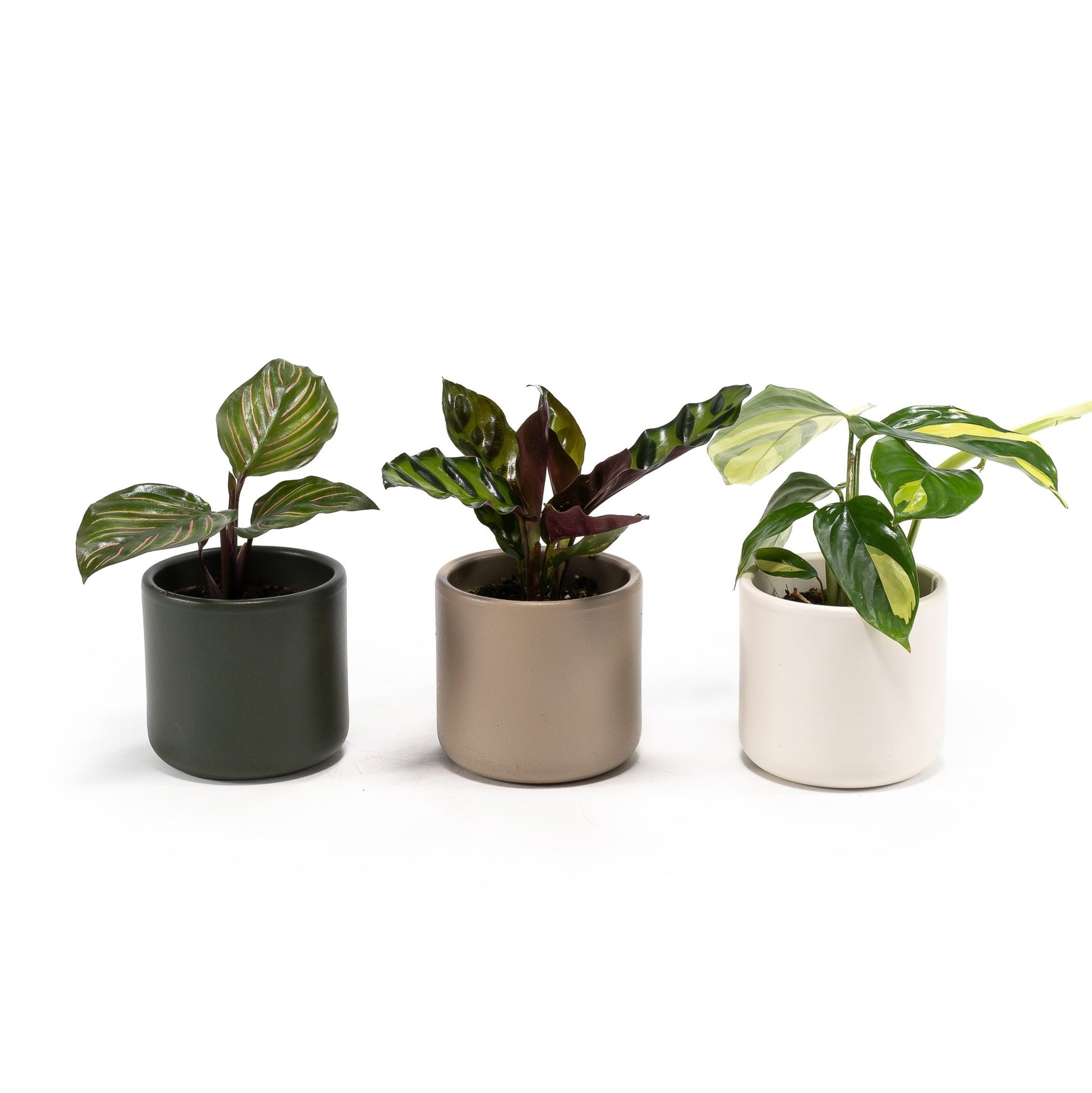 Calathea 6cm Tot Mix in Cambridge - Green Plant The Horti House