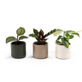Calathea 6cm Tot Mix in Cambridge - Green Plant The Horti House