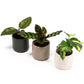 Calathea 6cm Tot Mix in Cambridge - Green Plant The Horti House