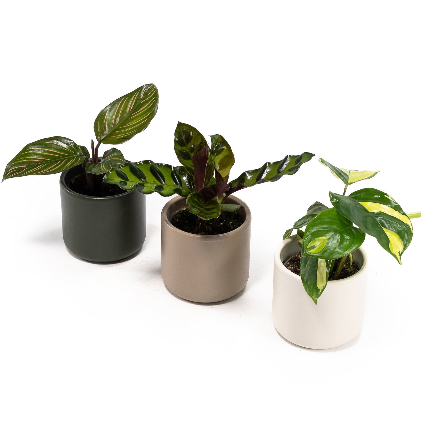Calathea 6cm Tot Mix in Cambridge - Green Plant The Horti House