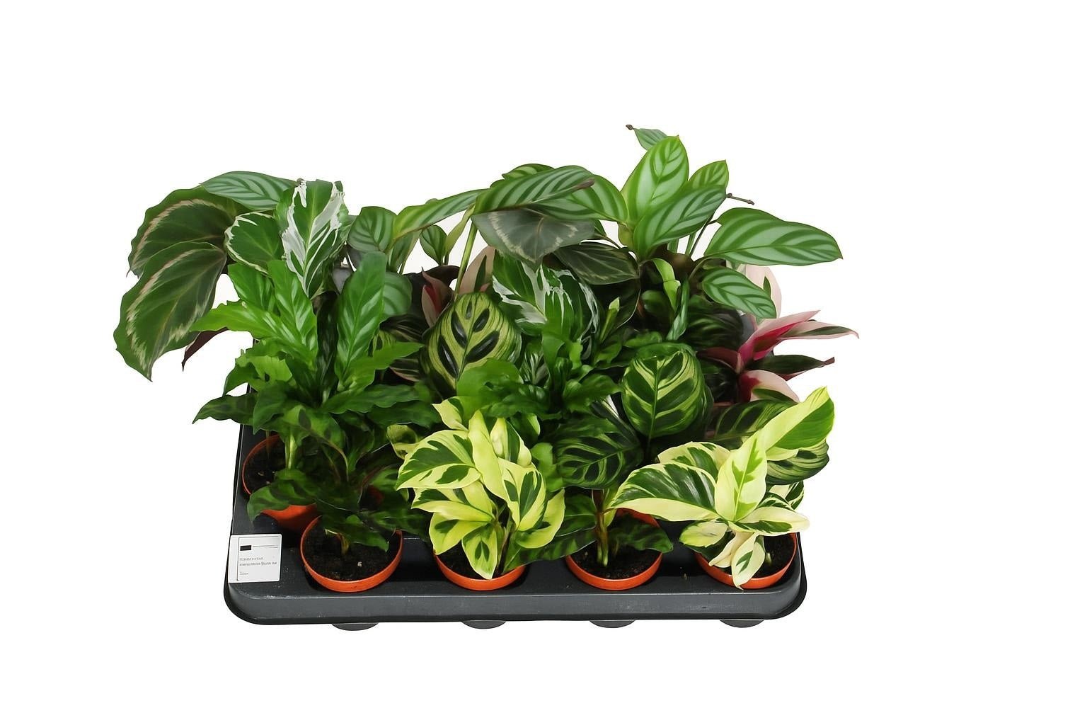 Calathea 7cm Mix - Green Plant The Horti House