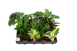 Calathea 7cm Mix - Green Plant The Horti House
