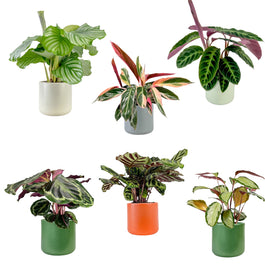 Calathea 12cm Mix in Cambridge Ceramic - Green Plant The Horti House