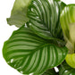 Calathea 12cm Orbifolia - Green Plant The Horti House