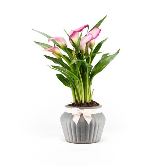Calla Lily 13cm in Ribbed Glass - Flowering The Horti House
