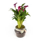 Calla Lily 13cm in Ribbed Glass - Flowering The Horti House