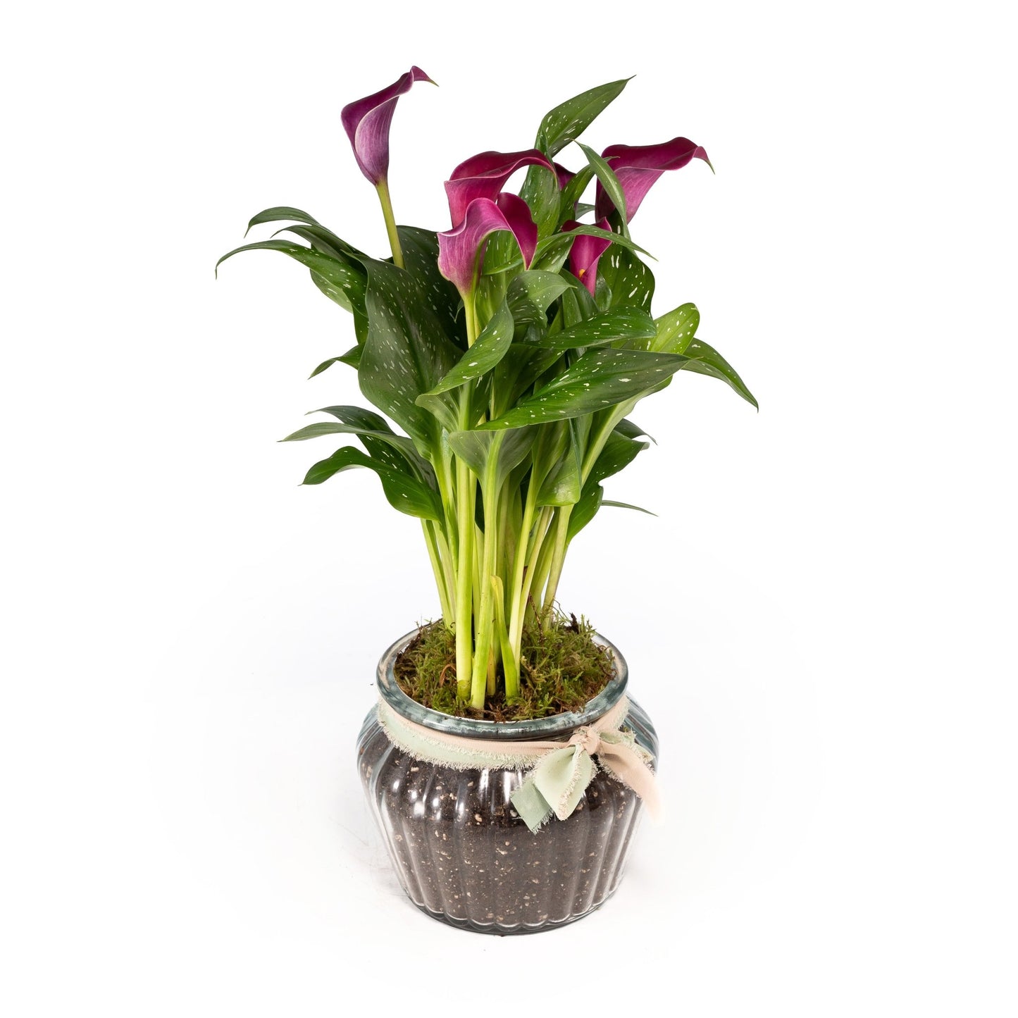 Calla Lily 13cm in Ribbed Glass - Flowering The Horti House